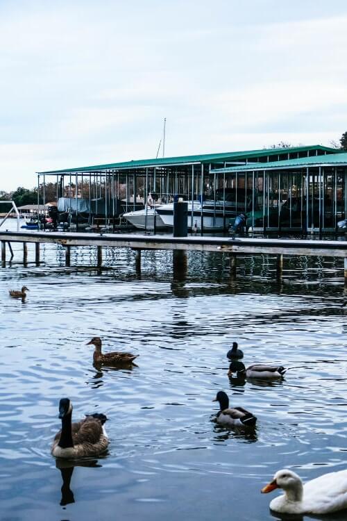 Scenic view of Lake Granbury Marina with geese swimming in the foreground and covered boat slips behind them
